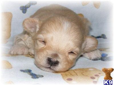 Puppies in MI